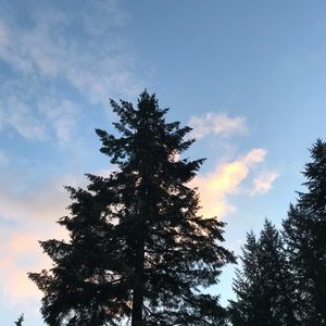 Meet your Posher, Violet